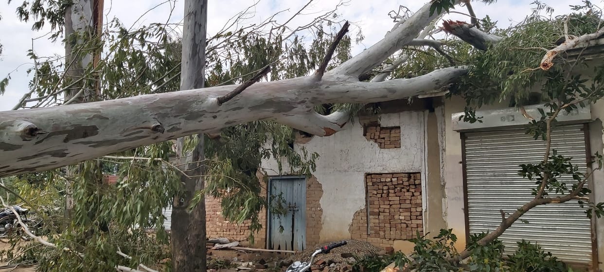trees fell due to rain