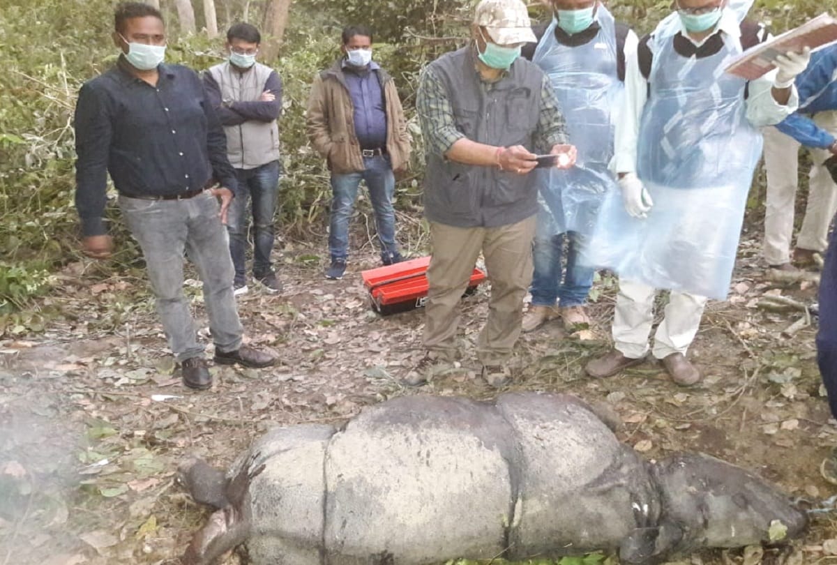 Tiger hunted female rhinoceros cub in lakhimpur kheri
