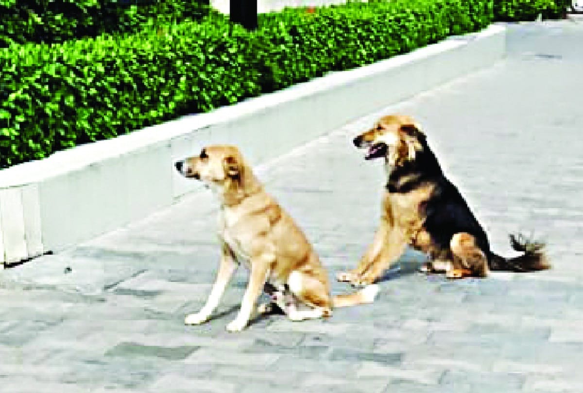 four Accused Bail after missing dog returned in noida