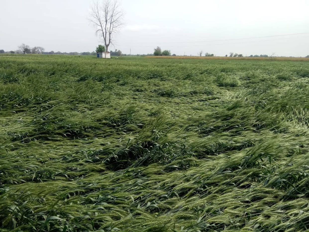 Heavy damage to crops due to rain and hail