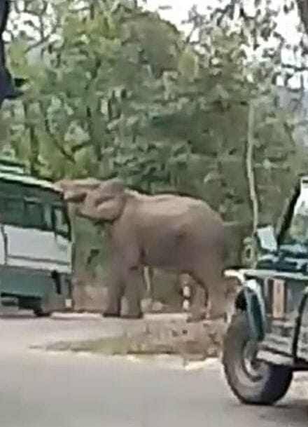 Elephant attack on Gypsy tourists, three women injured