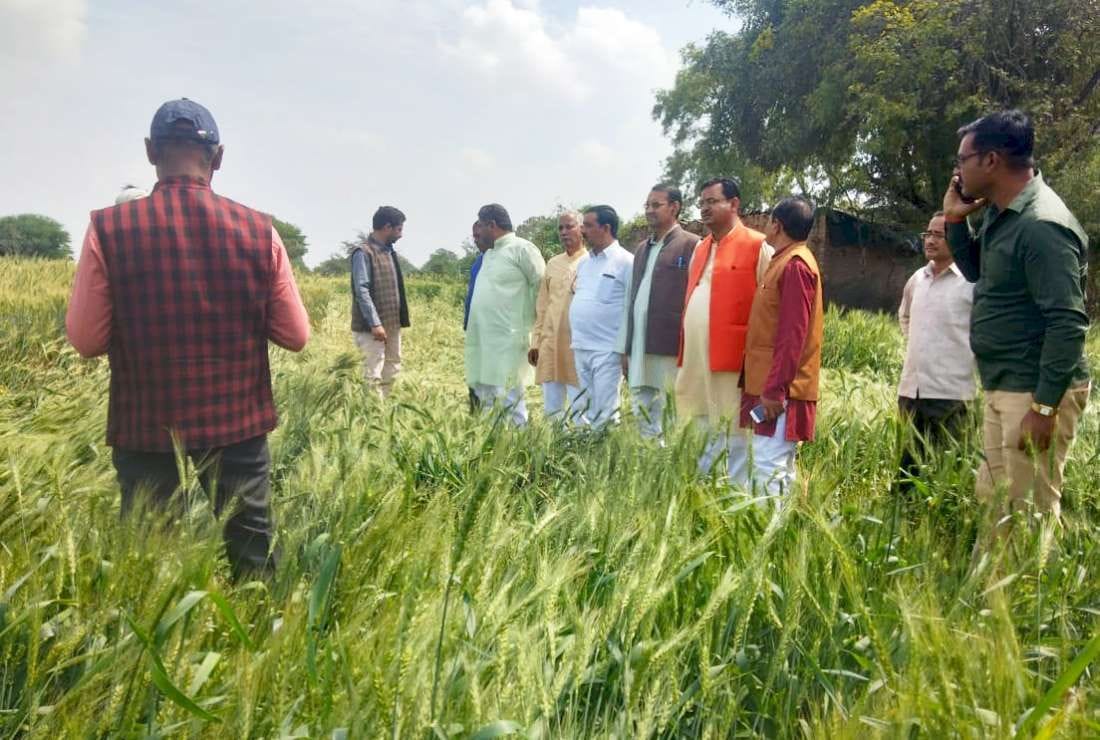 BJP leaders saw the reality of the crops destroyed by hail in mahoba