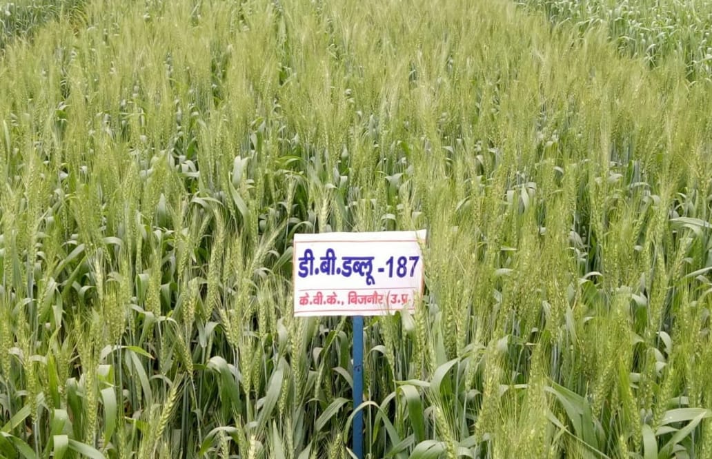 New species of wheat will not be damaged due to storm, hail