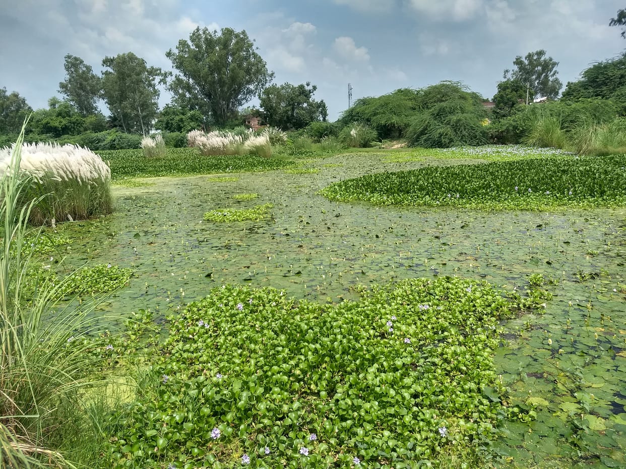kanpur dehat bird