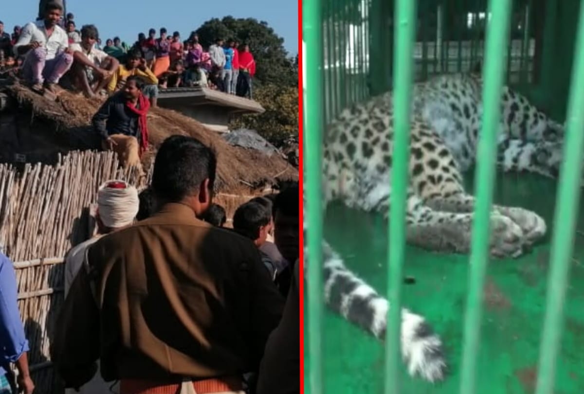 Four man injured in leopard attack at maharajganj