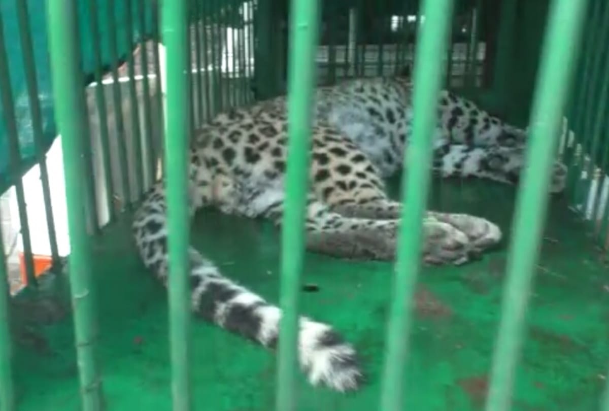 Four man injured in leopard attack at maharajganj