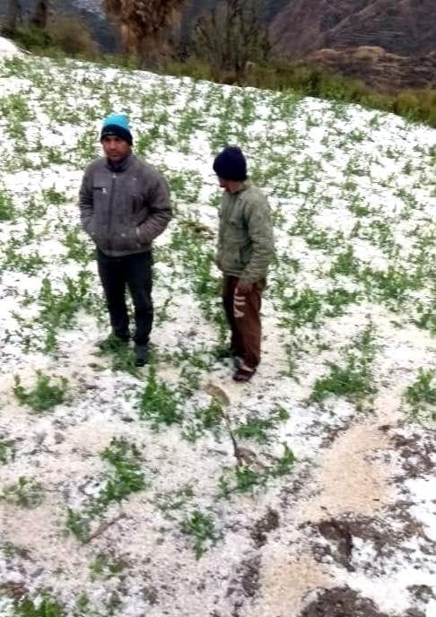 Unseasonal rains broke the waist of tenants, sheets of hail lying in the fields