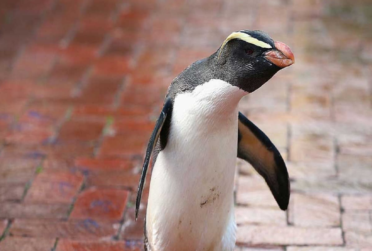 4.3 lakh crore year old penguin fossils found in Argentina