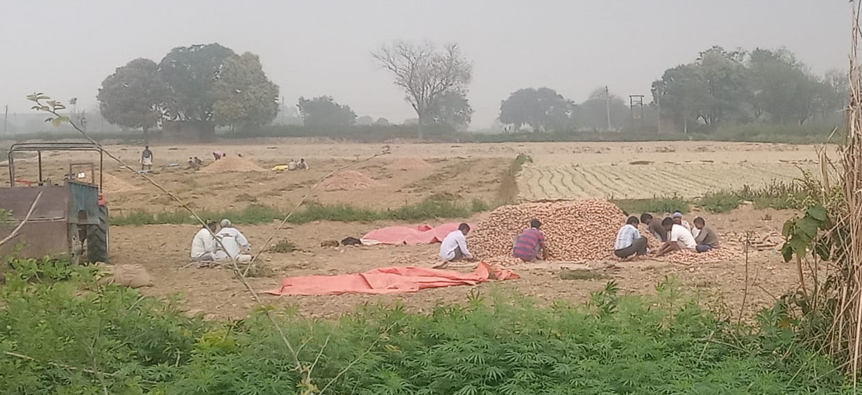 agricalture, kannauj news