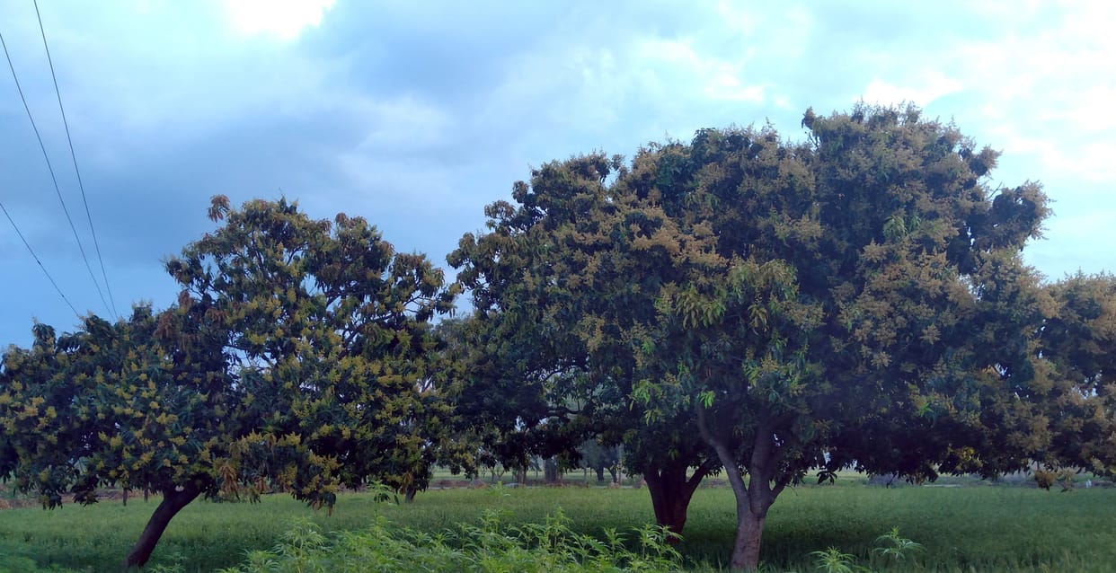 efect of changing weather on mango in sambhal