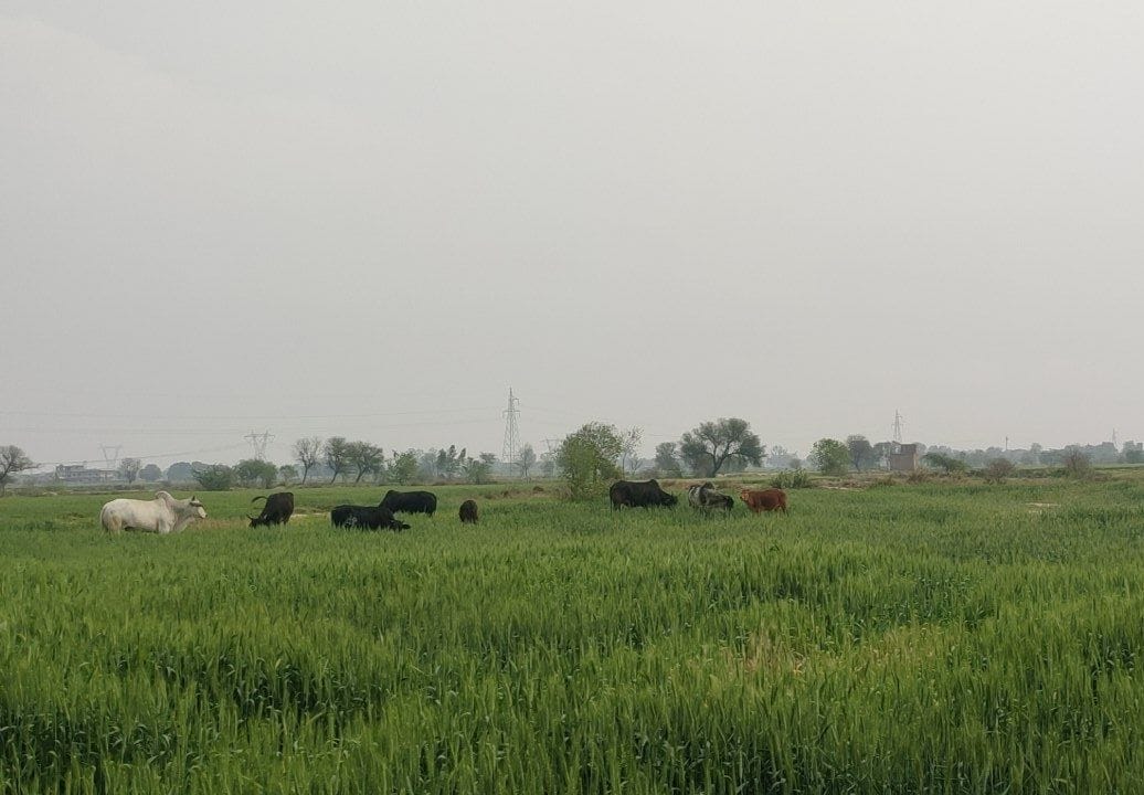 Anna troubled by animals farmer in auraiya