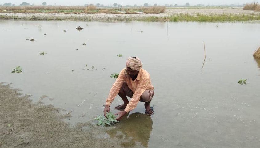 Ganges on the rise due to rain on the mountains, vegetable crops submerged
