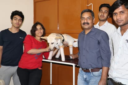 Dog lover malabika initiative Brave dog got 4 prosthetic leg in an operation