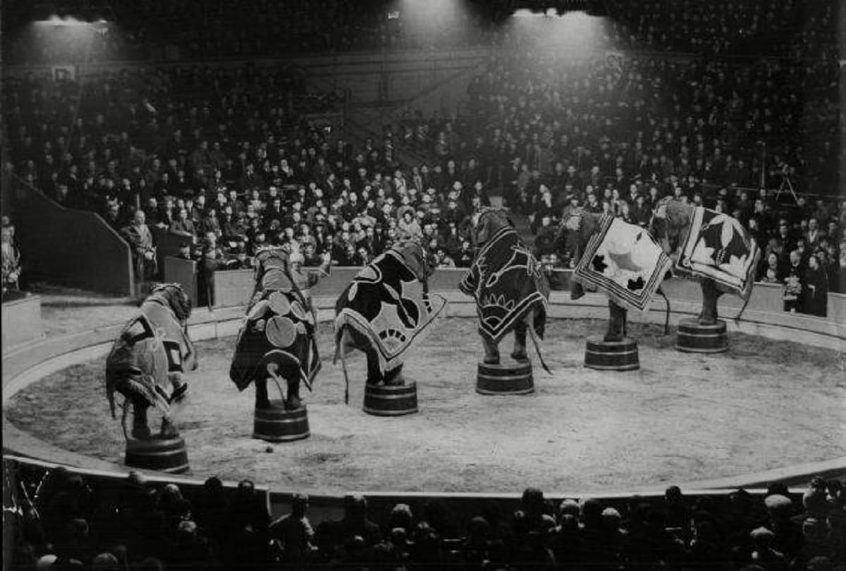 The town that hanged an elephant a macabre story of murder and revenge