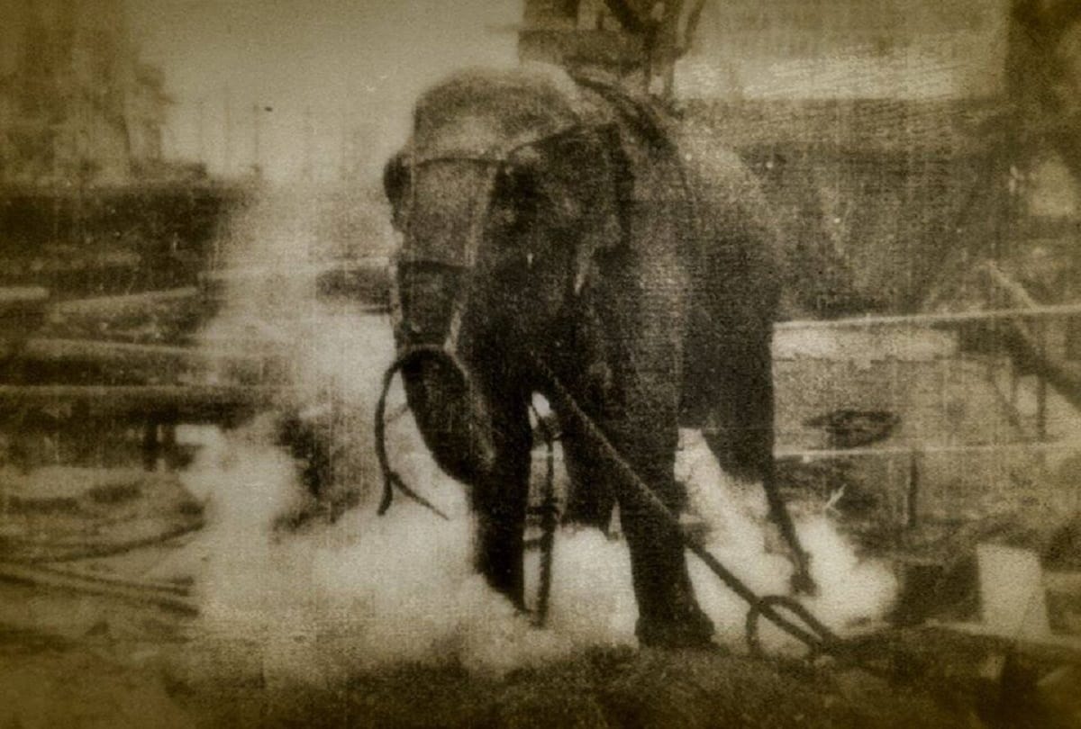 The town that hanged an elephant a macabre story of murder and revenge