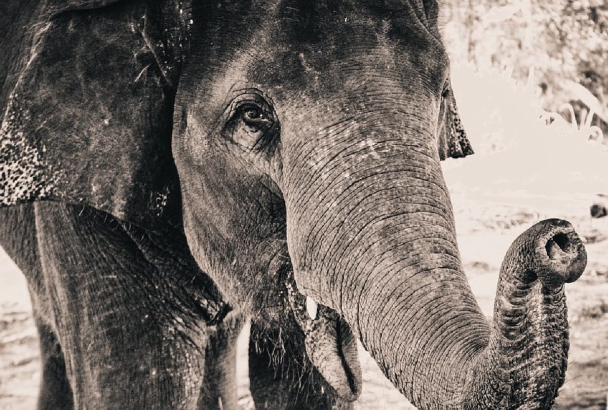 The town that hanged an elephant a macabre story of murder and revenge