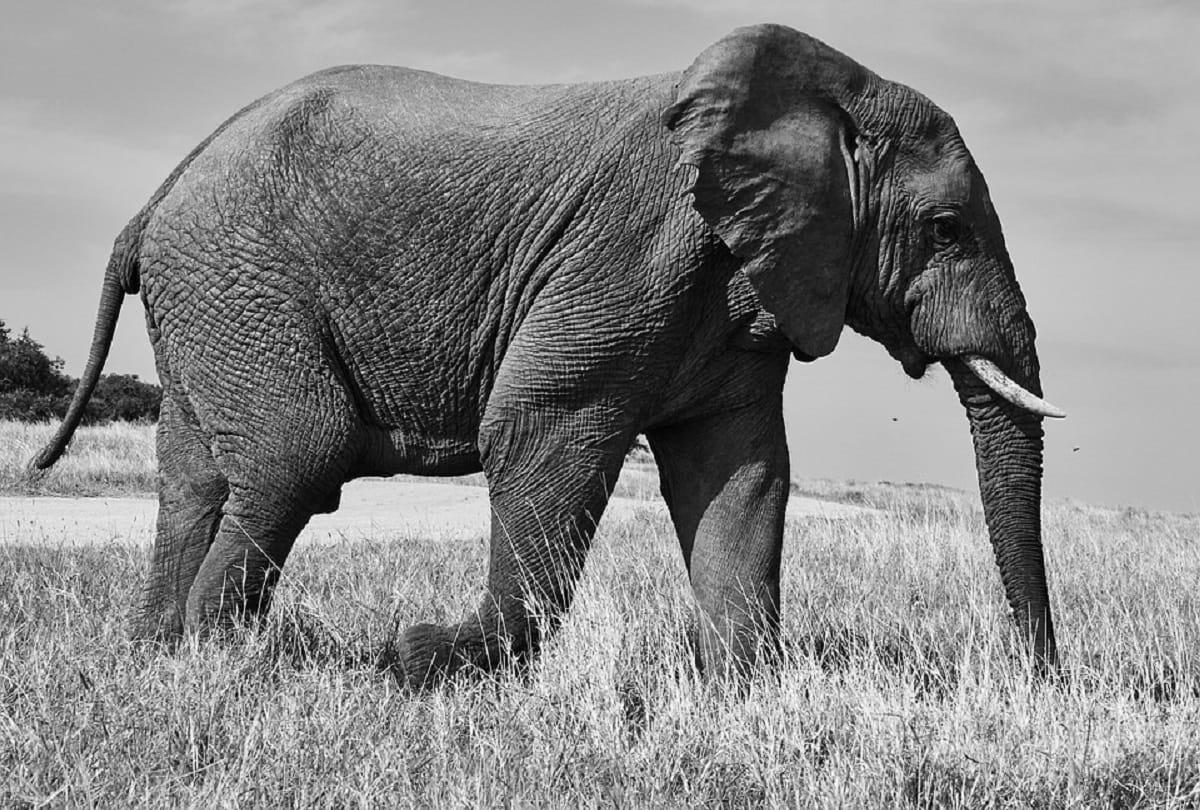 Suspected death of third woman elephant in three days in Chhattisgarh