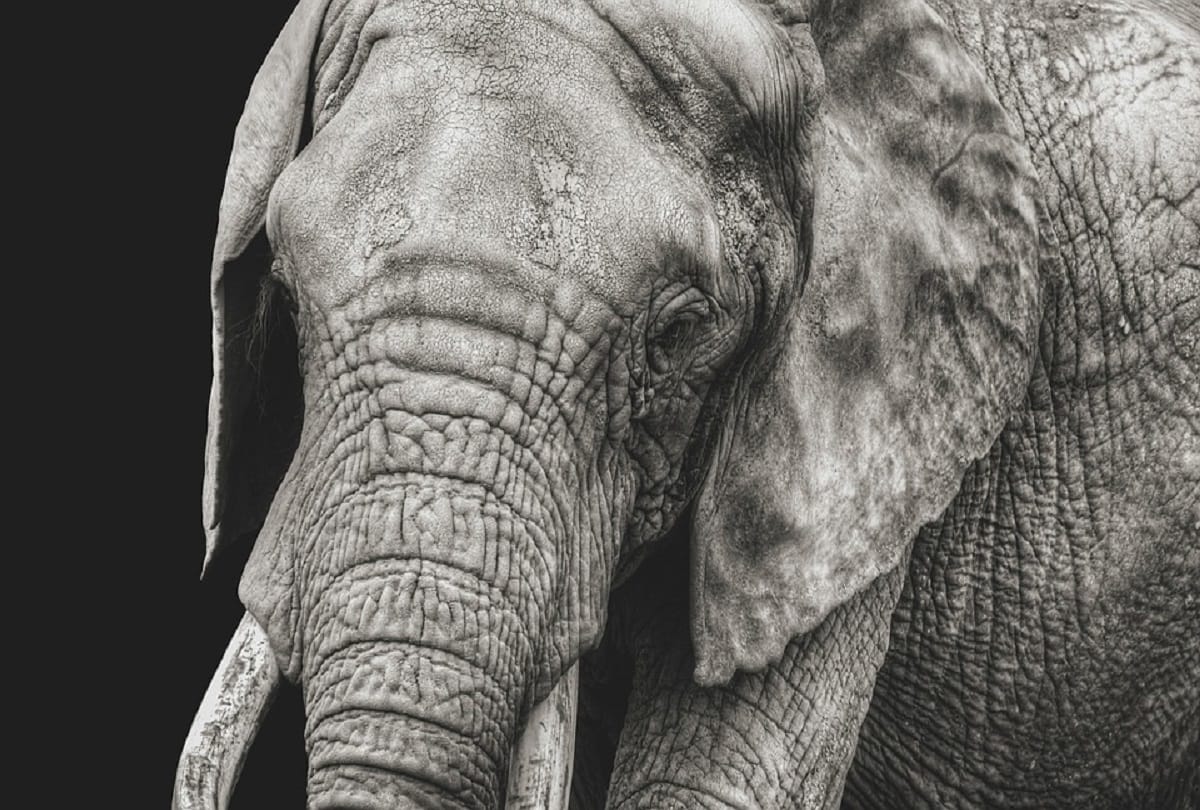 The town that hanged an elephant a macabre story of murder and revenge