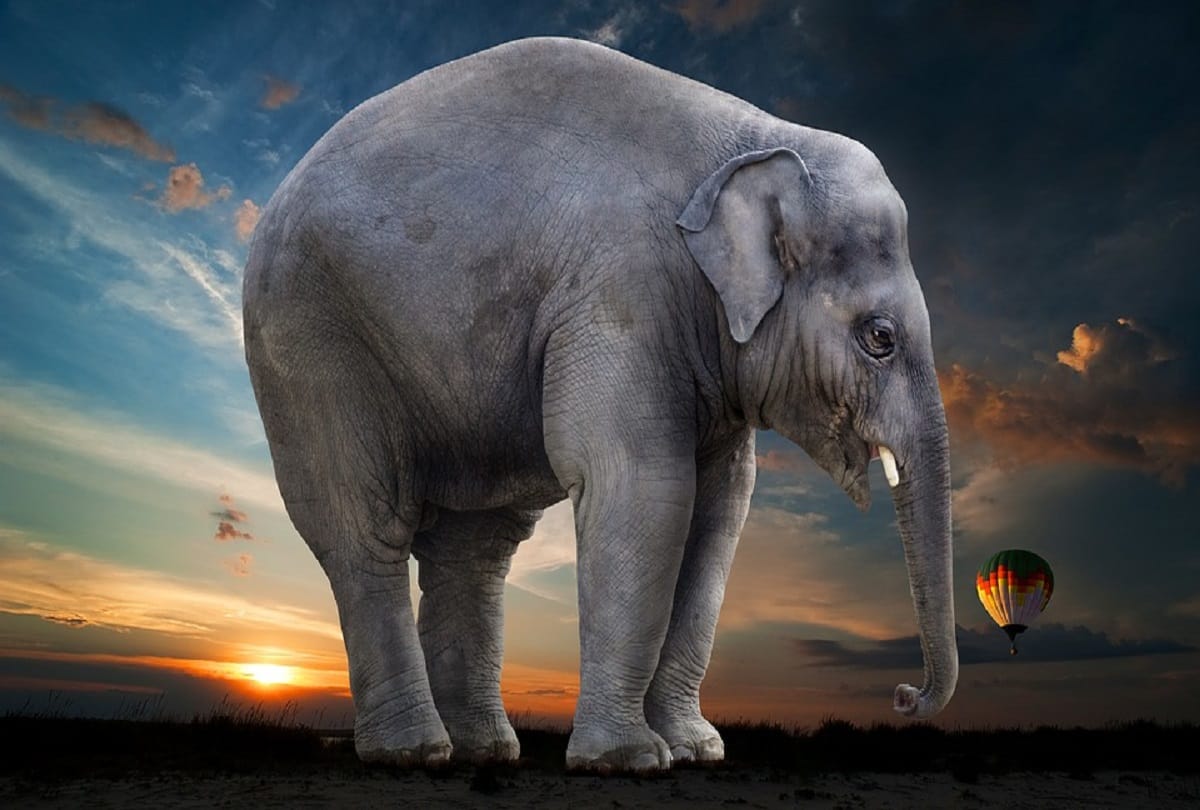 The town that hanged an elephant a macabre story of murder and revenge