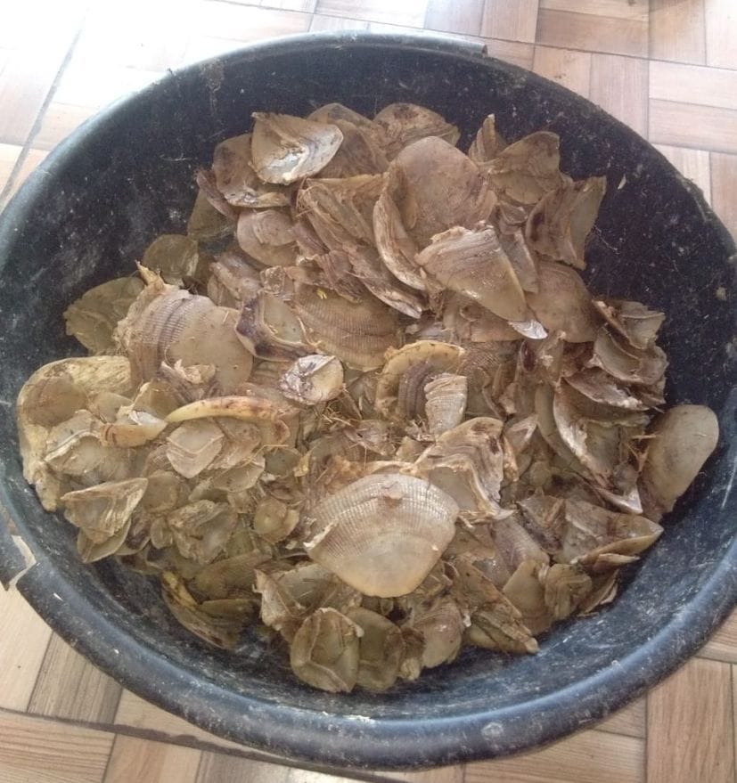 Shalk of Pengolin Recoverd