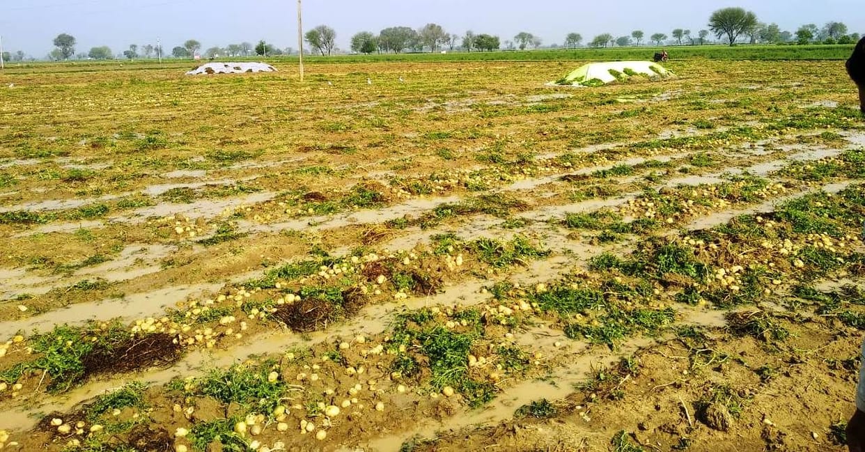 Hathras: Farmers weep seeing the crop destroyed by hail and rain