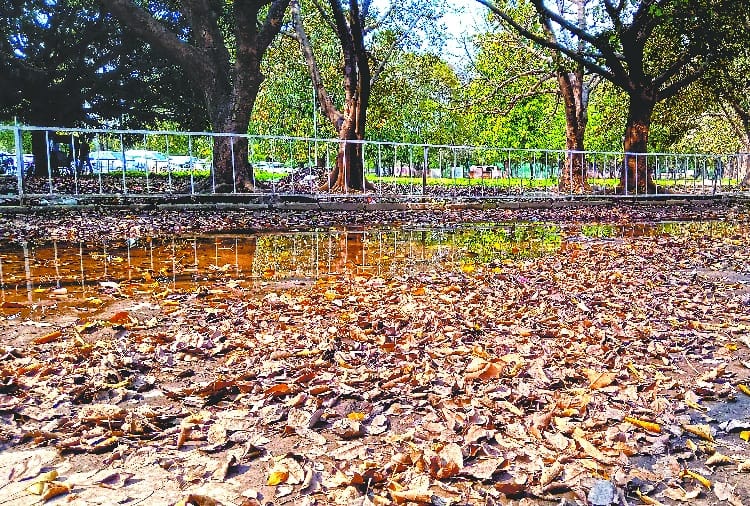 punjab university remained compost in paper, in fact leaves are rotting