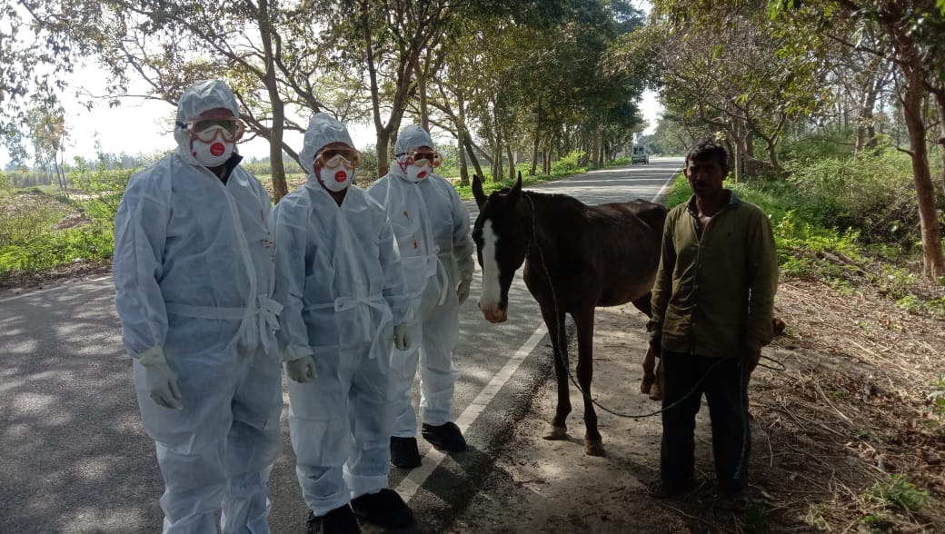 Glanders confirmed in mare, stir in department