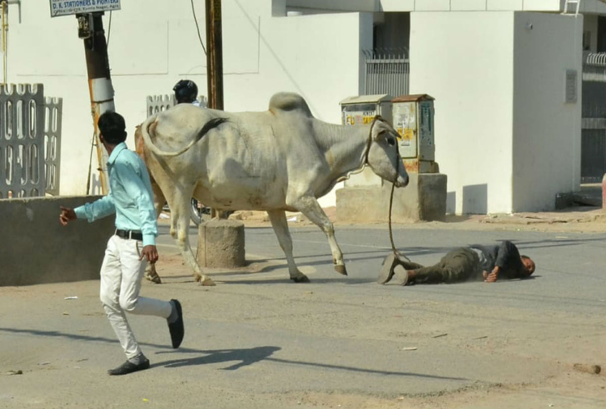 Bull Attack On Croud Many People Injured