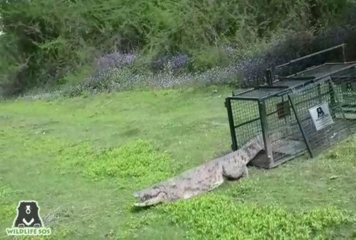 Seven feet tall crocodile found in the farm in firozabad