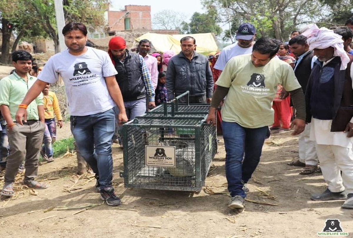 Seven feet tall crocodile found in the farm in firozabad