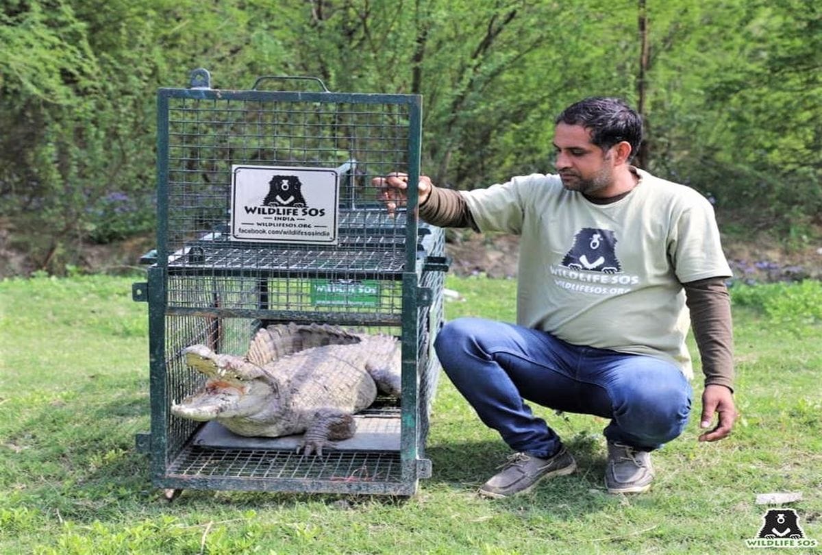 Seven feet tall crocodile found in the farm in firozabad