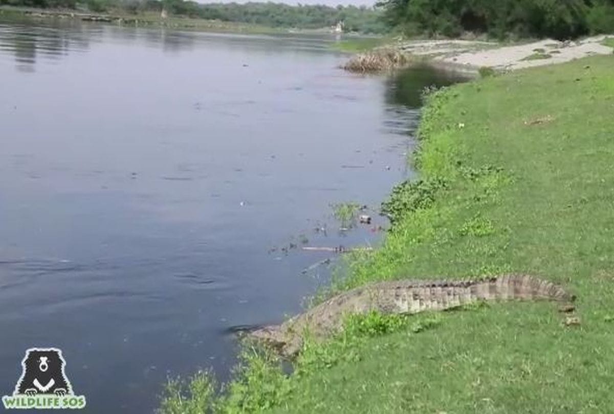 Seven feet tall crocodile found in the farm in firozabad