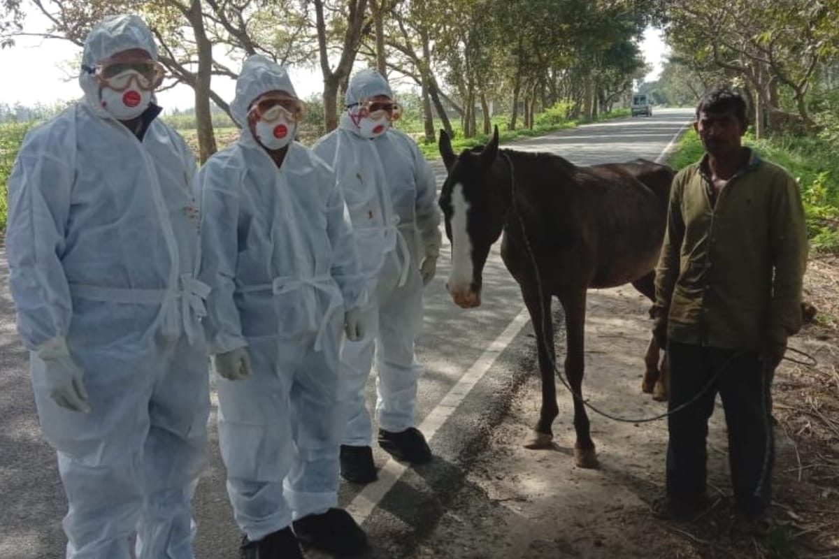 Glanders Conformation in horses, team of doctors get Euthanasia or mercy killing