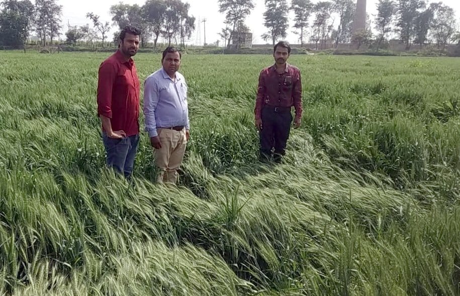 Survey of administration, up to 20% damage to crops