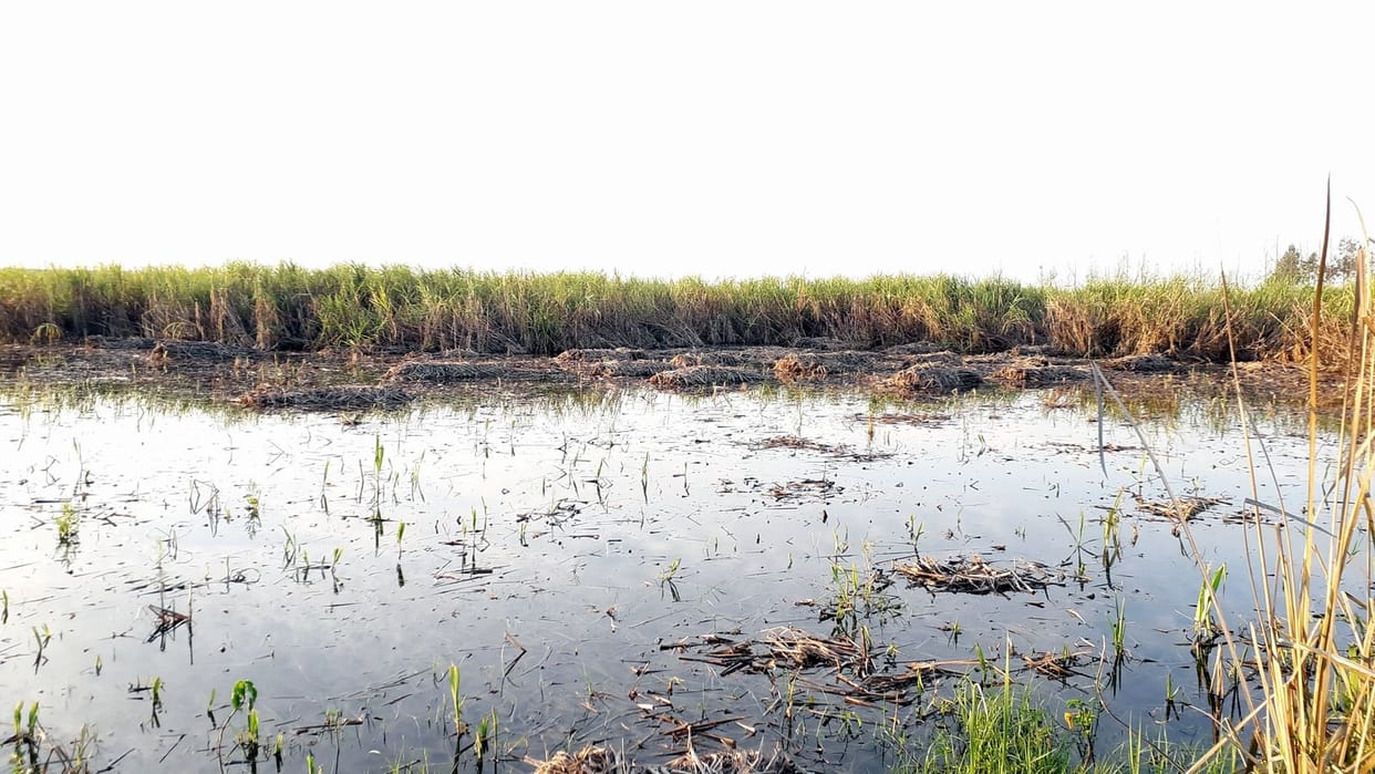 Flooded water in crops due to lack of drainage in the forest