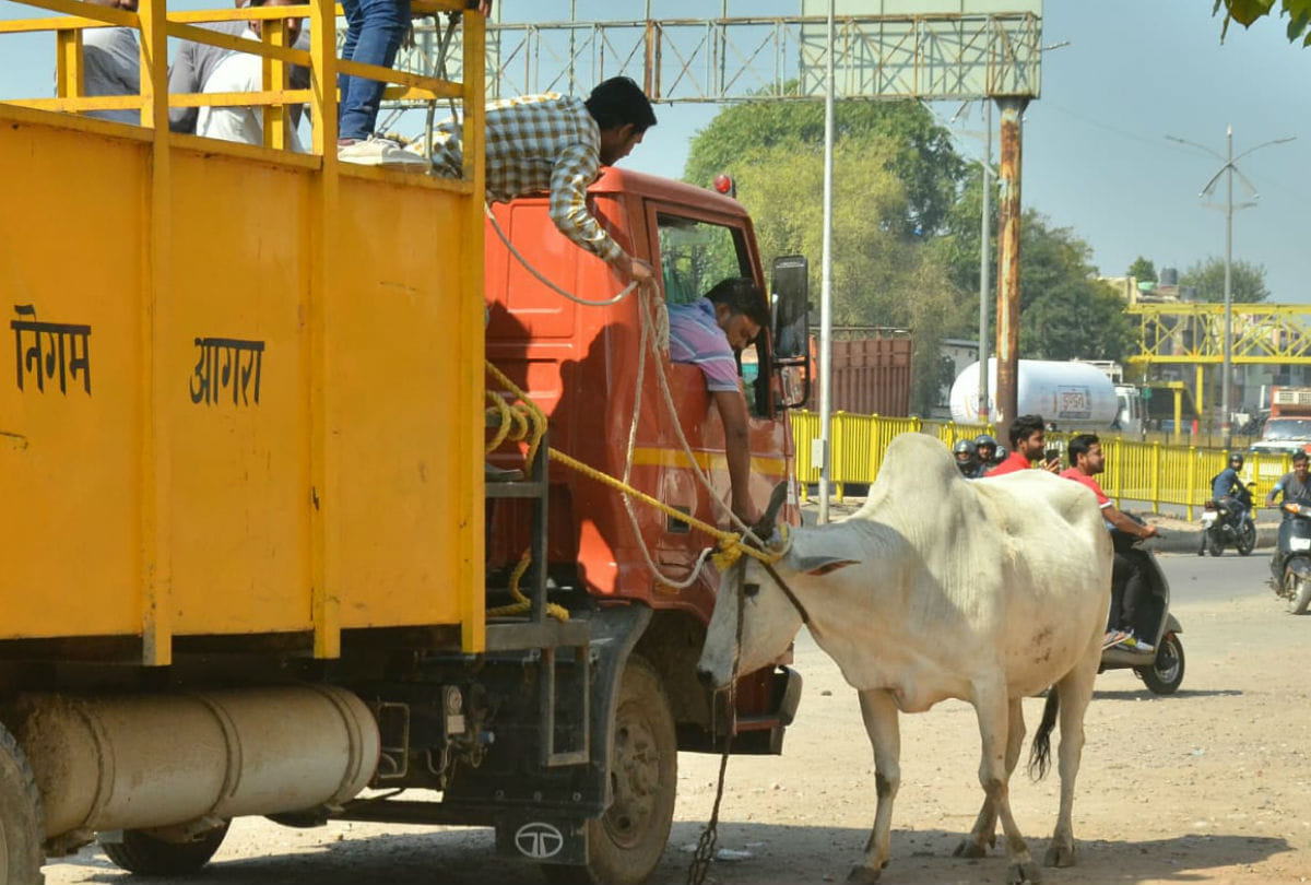 Bull Attack On Croud Many People Injured