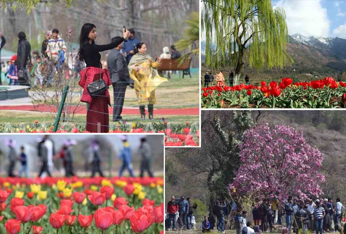 Doubt on opening of tulip garden due to corona virus
