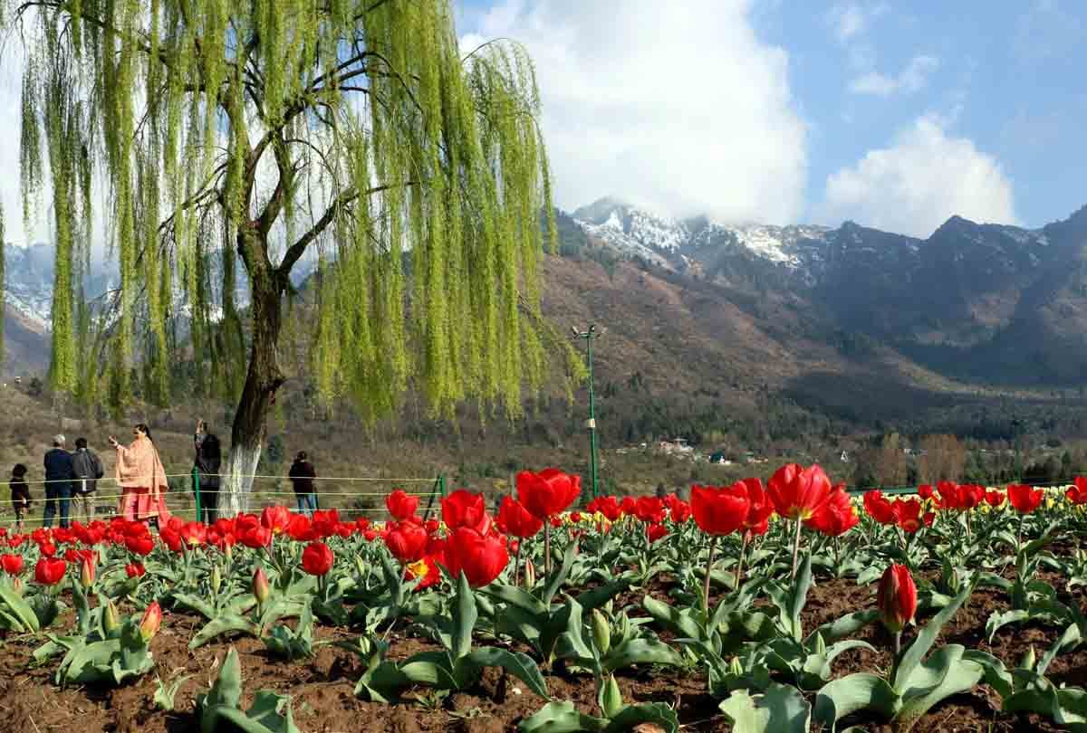 Doubt on opening of tulip garden due to corona virus