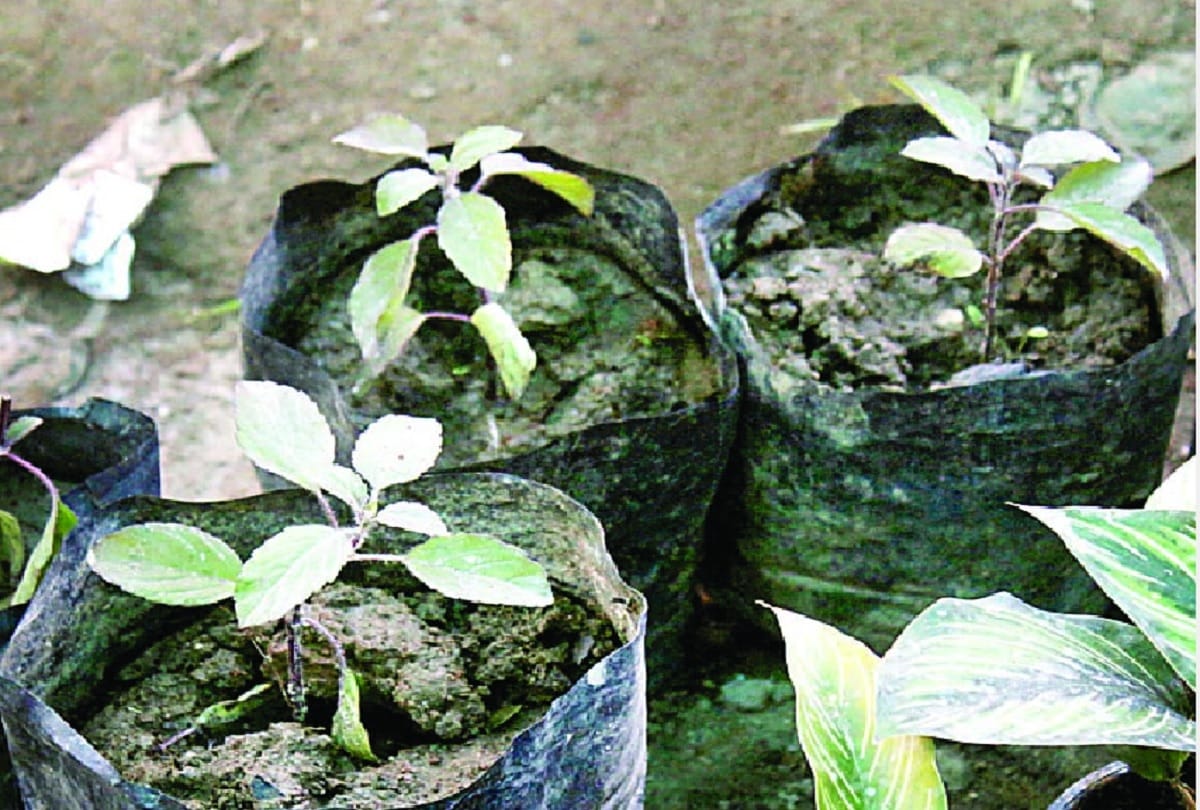 corona virus Tulsi demand has increased by 60 percent in a week