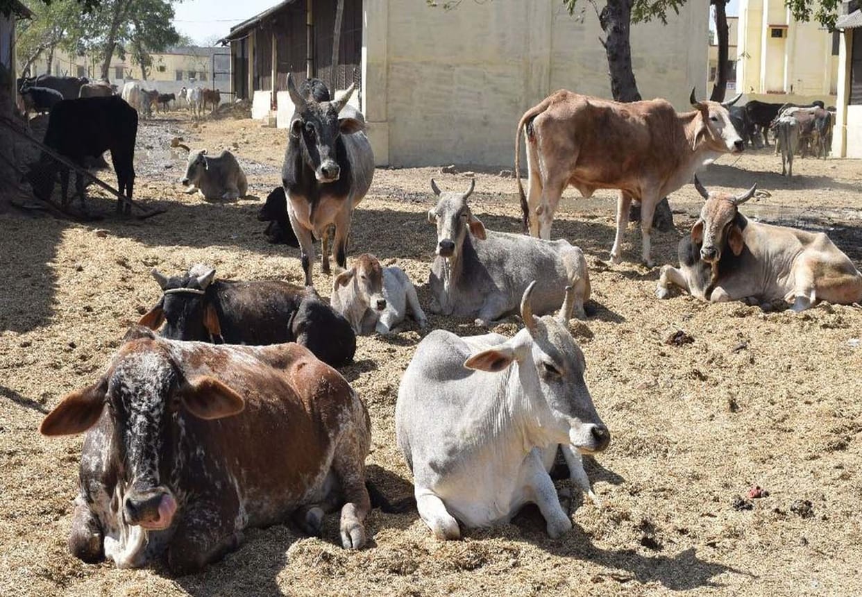 Eight cows died in Gaushala in auraiya