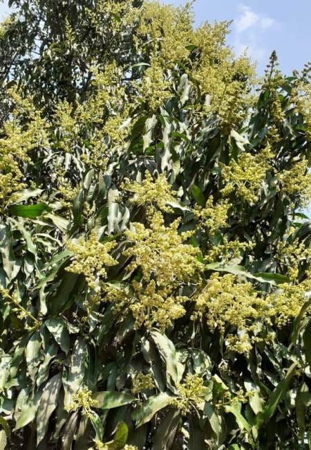 mango baur fall down due to hail, gardner worred