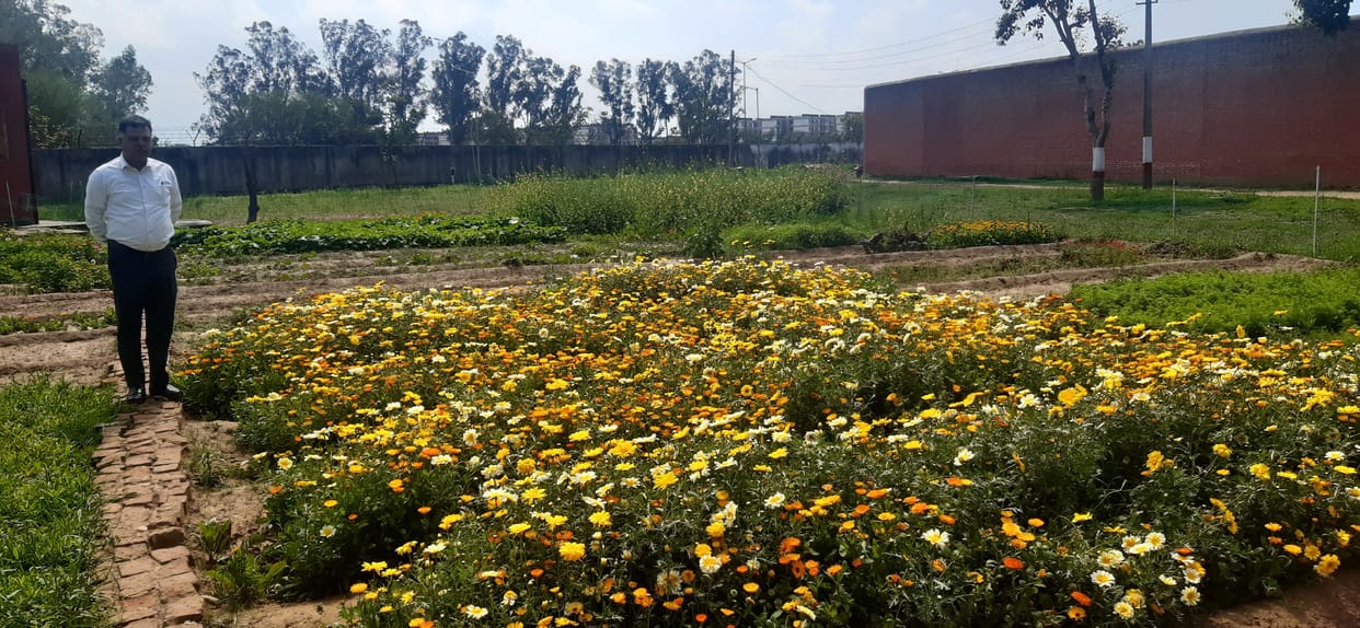 Burail Jail Flowers will see in chandigarh on road