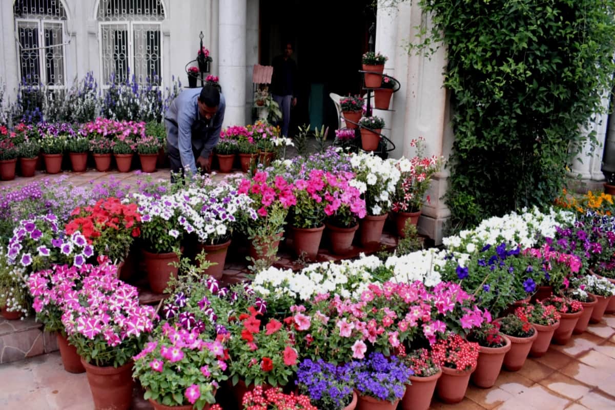 Flowers blooming, amazing Pictures witch are the proof of city people loveing Floryculture