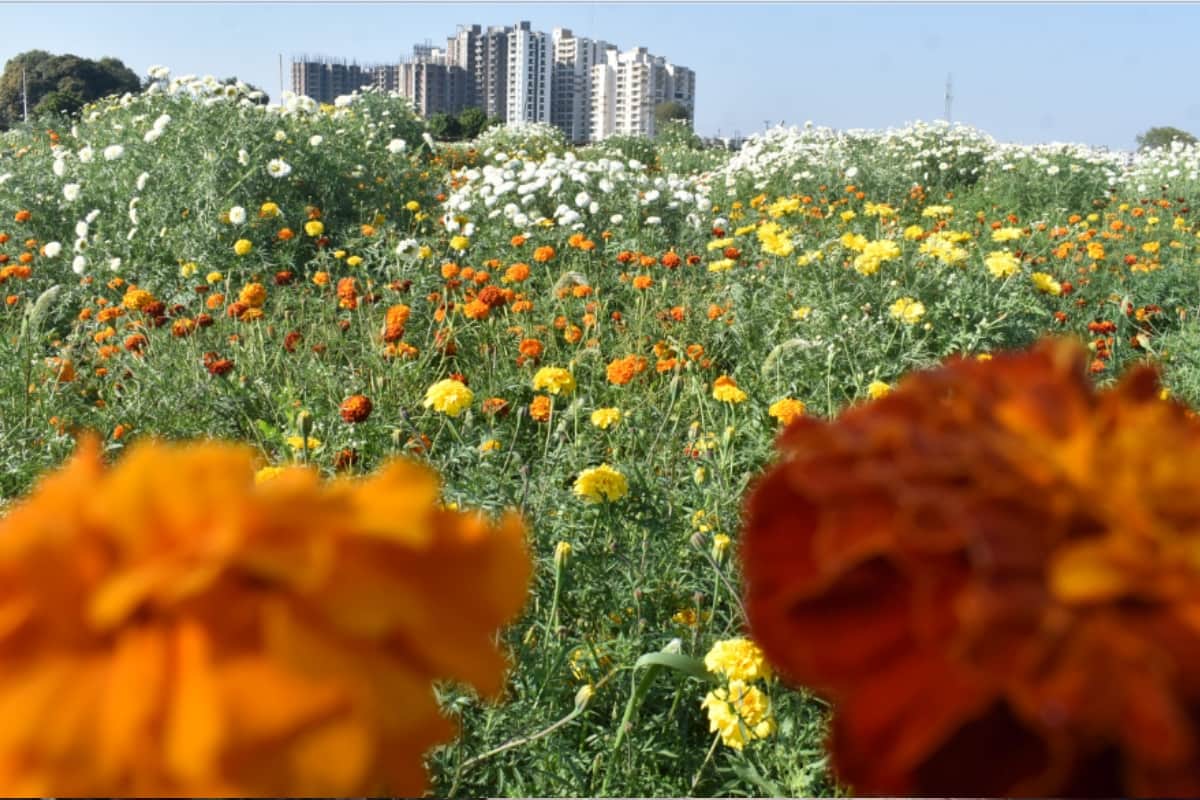 Flowers blooming, amazing Pictures witch are the proof of city people loveing Floryculture
