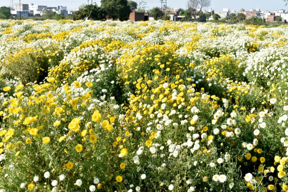 Flowers blooming, amazing Pictures witch are the proof of city people loveing Floryculture