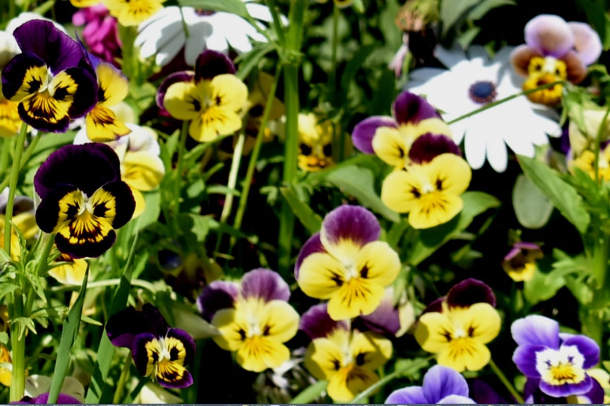 Get garden, weeding, hoeing also for free