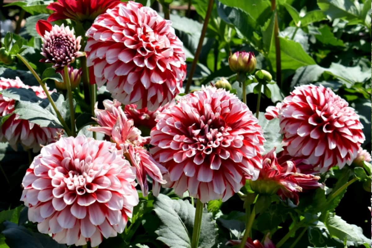 Flowers blooming, amazing Pictures witch are the proof of city people loveing Floryculture