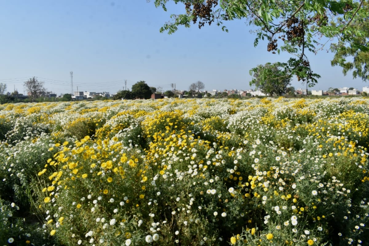 flowers supply stopped Due to lockdown, Meerut farmer destroys five bigha marigold crops with tractor