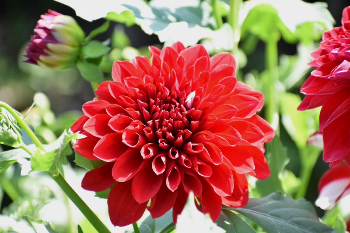 make garden according to Vastu, positive energy will come in your home