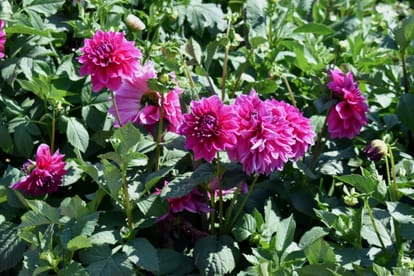 Coronavirus Lockdown became the biggest problem for farmers, crop is ready in the field, but no laborers to cut